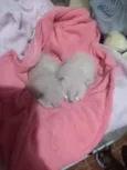 Gatinhos