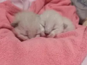 Gato raça SRD-ViraLata idade Abaixo de 2 meses nome Gatinhos