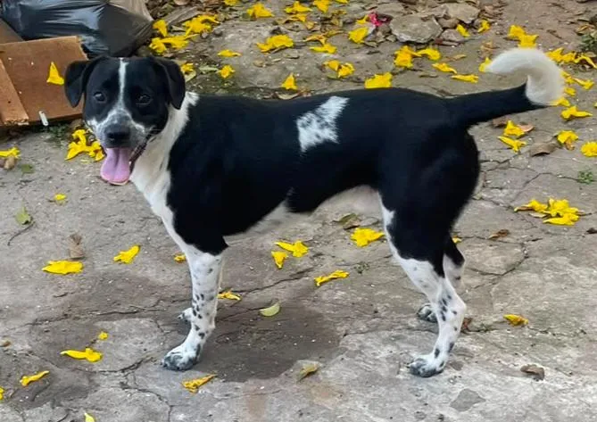 Cachorro raça SRD-ViraLata idade 7 a 11 meses nome Dom