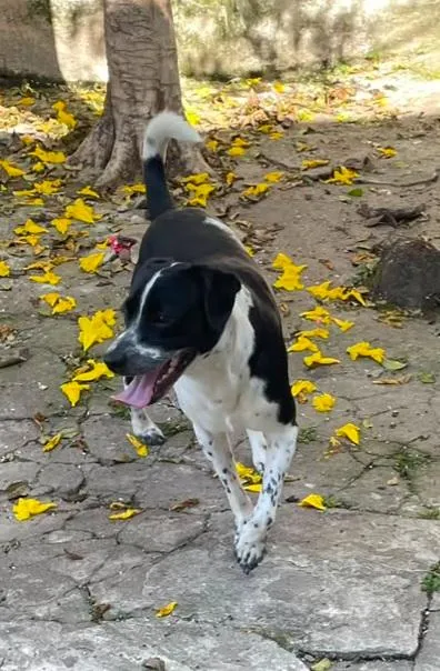 Cachorro raça SRD-ViraLata idade 7 a 11 meses nome Dom