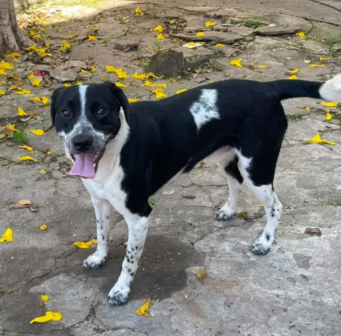 Cachorro raça SRD-ViraLata idade 7 a 11 meses nome Dom