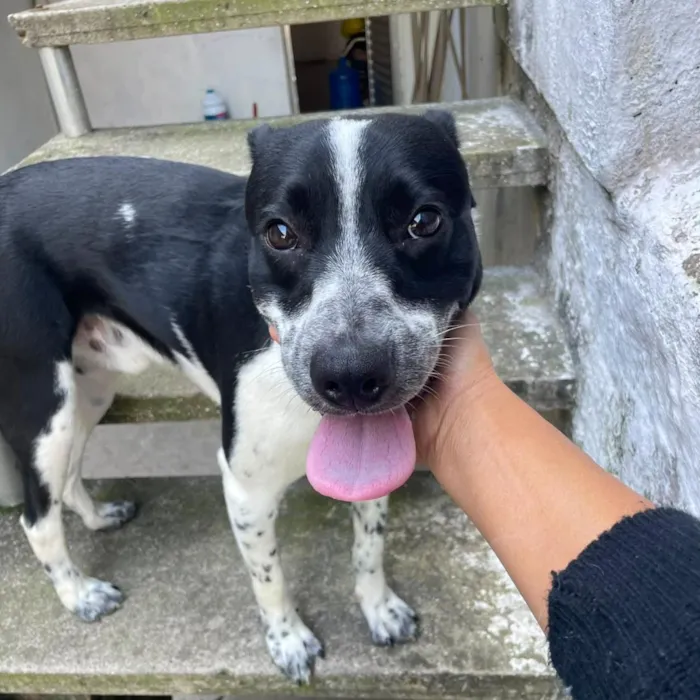 Cachorro raça SRD-ViraLata idade 7 a 11 meses nome Dom