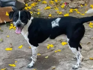 Cachorro raça SRD-ViraLata idade 7 a 11 meses nome Dom