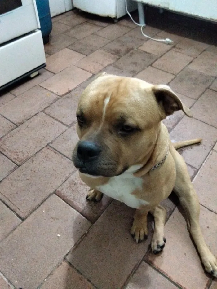 Cachorro raça Pit-Bull idade 2 anos nome zeus