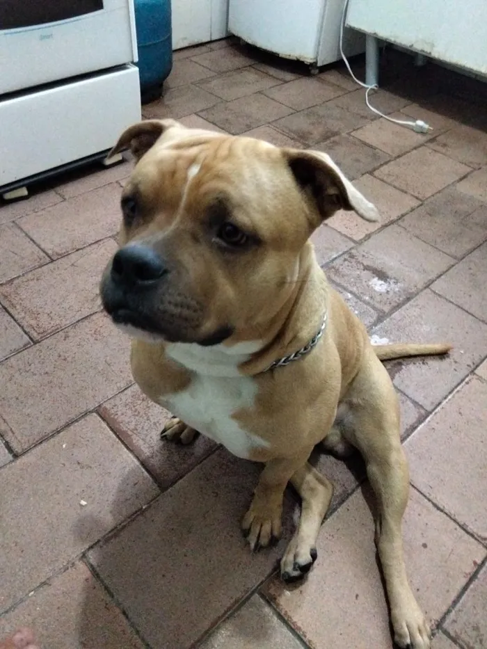 Cachorro raça Pit-Bull idade 2 anos nome zeus