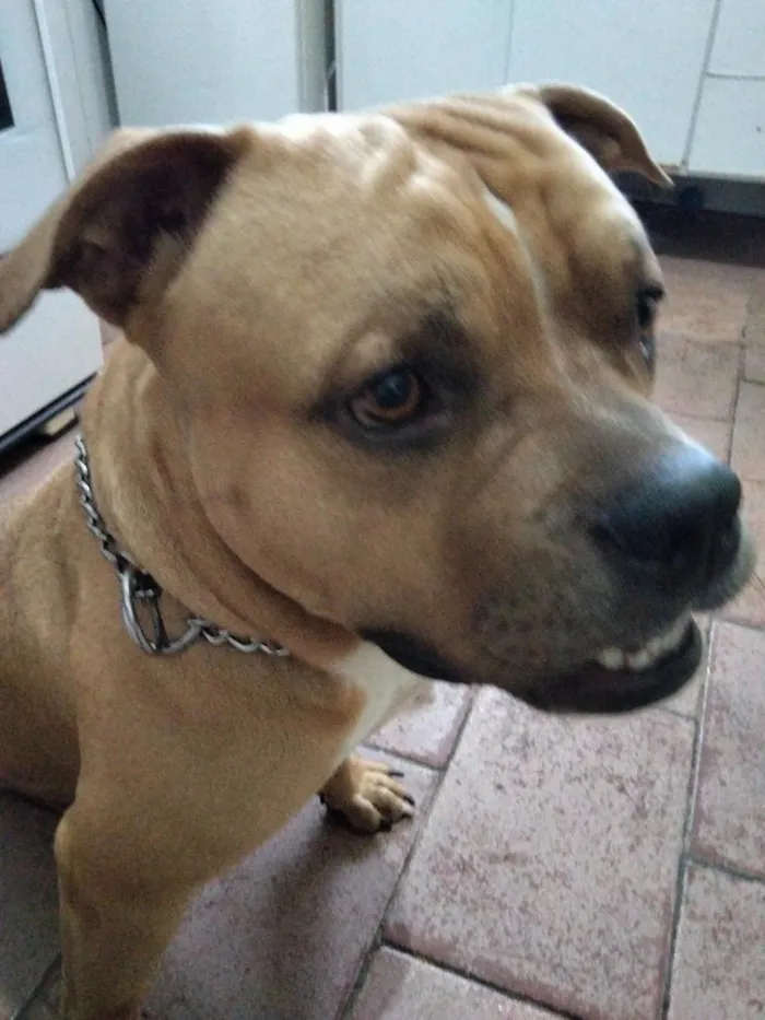 Cachorro raça Pit-Bull idade 2 anos nome zeus