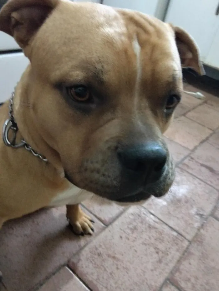 Cachorro raça Pit-Bull idade 2 anos nome zeus