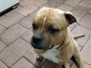 Cachorro raça Pit-Bull idade 2 anos nome zeus