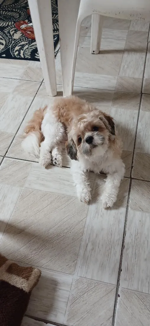 Cachorro raça Shitzu idade 1 ano nome Billy