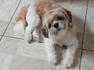Cachorro raça Shitzu idade 1 ano nome Billy