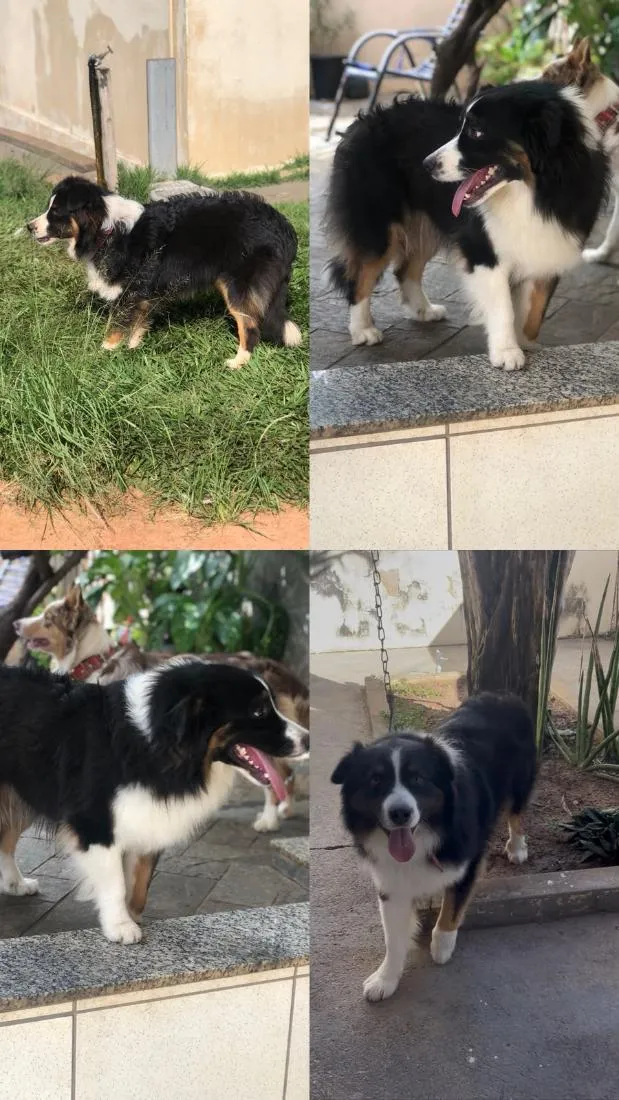 Cachorro raça SRD-ViraLata idade 2 anos nome Texas