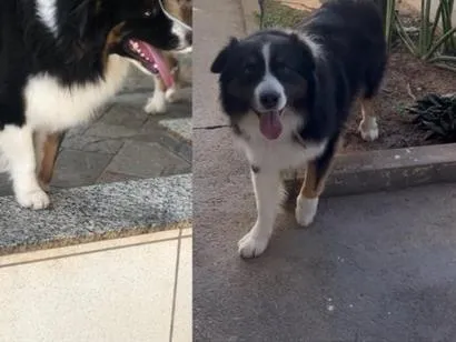 Cachorro raça SRD-ViraLata idade 2 anos nome Texas
