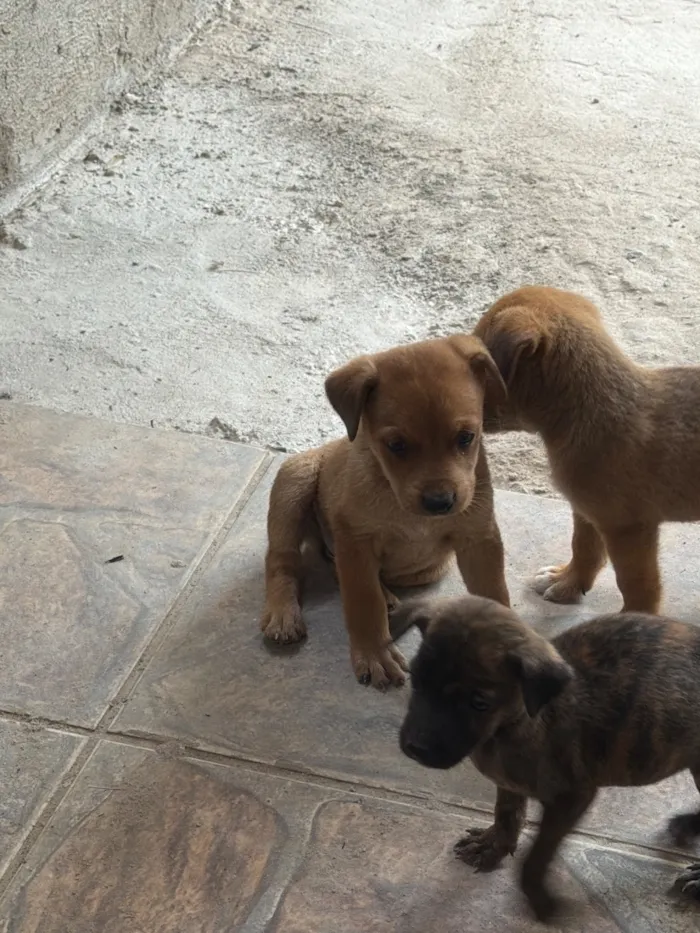 Cachorro raça SRD-ViraLata idade Abaixo de 2 meses nome Não possui nome
