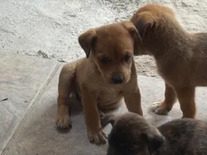 Cachorro raça SRD-ViraLata idade Abaixo de 2 meses nome Não possui nome