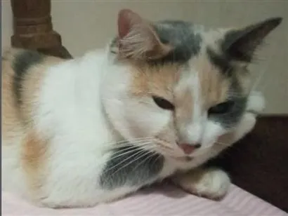 Gato raça SRD-ViraLata idade 3 anos nome Jujuba