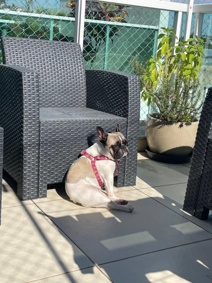 Cachorro raça Pit-Bull idade 3 anos nome Luna