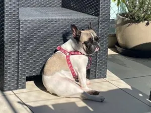 Cachorro raça Pit-Bull idade 3 anos nome Luna