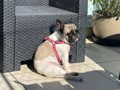 Cachorro raça Pit-Bull idade 3 anos nome Luna