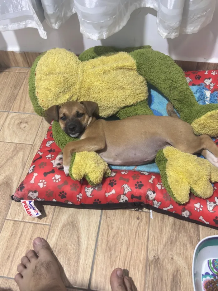 Cachorro raça SRD-ViraLata idade 2 a 6 meses nome Dora