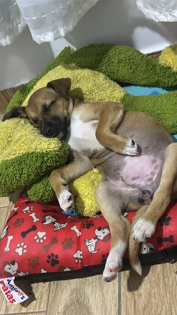 Cachorro raça SRD-ViraLata idade 2 a 6 meses nome Dora