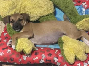 Cachorro raça SRD-ViraLata idade 2 a 6 meses nome Dora