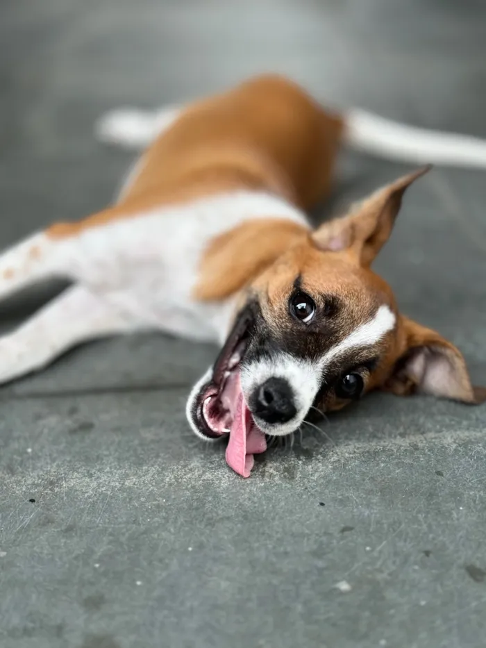 Cachorro raça SRD-ViraLata idade 2 anos nome Joy 