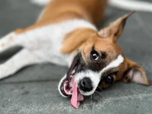 Cachorro raça SRD-ViraLata idade 2 anos nome Joy 