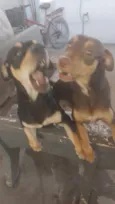 Thor e Loki