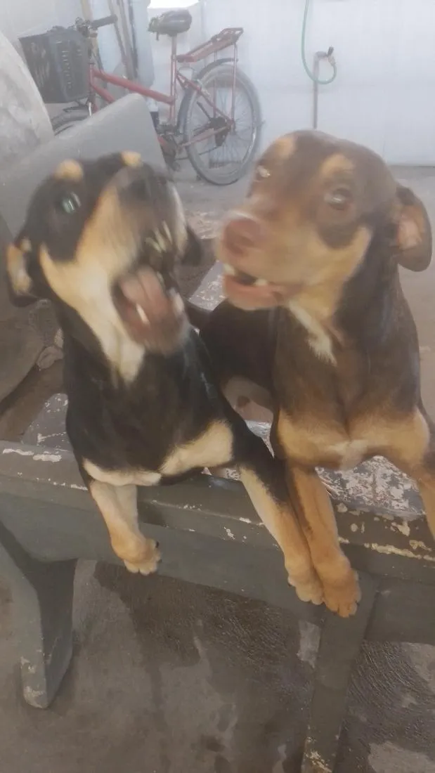 Cachorro raça SRD-ViraLata idade 1 ano nome Thor e Loki
