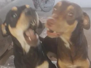 Cachorro raça SRD-ViraLata idade 1 ano nome Thor e Loki