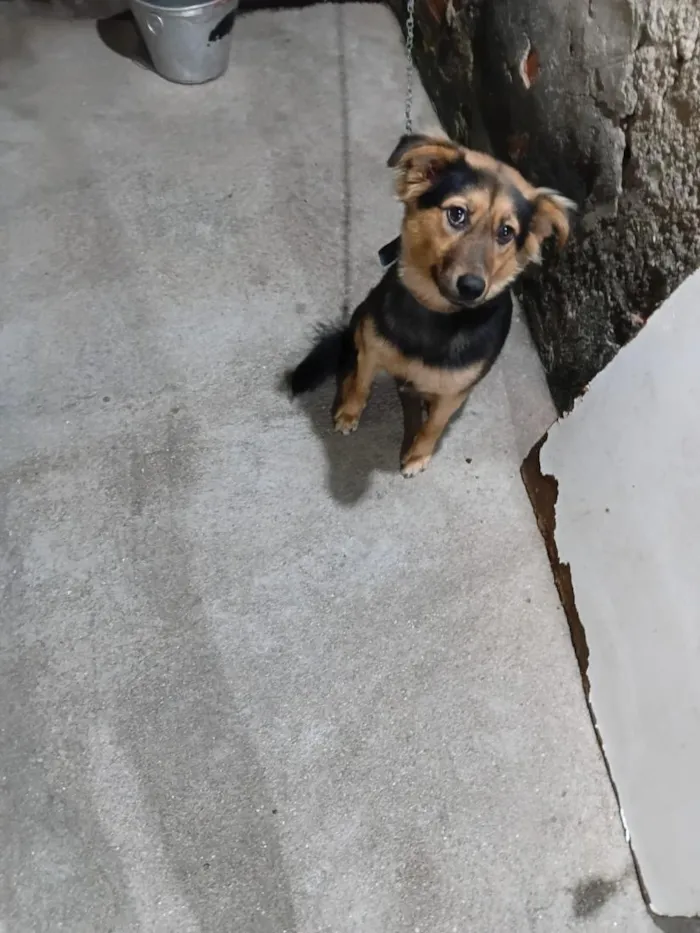 Cachorro raça SRD-ViraLata idade 1 ano nome Kira 