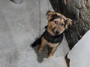 Cachorro raça SRD-ViraLata idade 1 ano nome Kira 