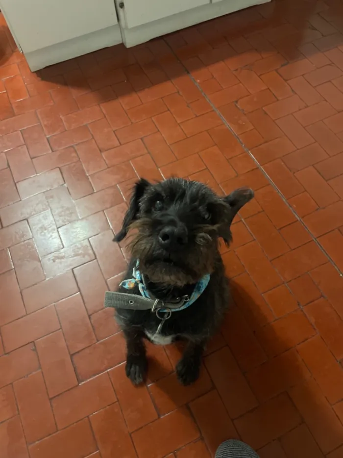 Cachorro raça SRD-ViraLata idade 6 ou mais anos nome Tião
