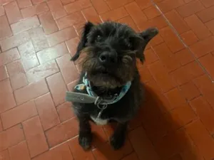 Cachorro raça SRD-ViraLata idade 6 ou mais anos nome Tião