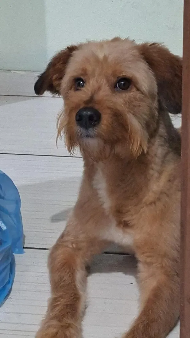 Cachorro raça SRD-ViraLata idade 1 ano nome Ninho 