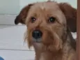 Ninho 