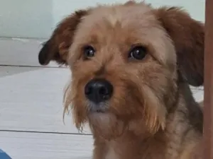 Cachorro raça SRD-ViraLata idade 1 ano nome Ninho 
