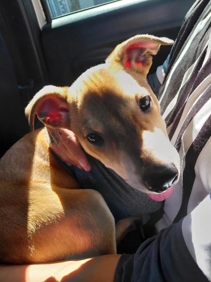 Cachorro raça SRD-ViraLata idade 2 a 6 meses nome bob