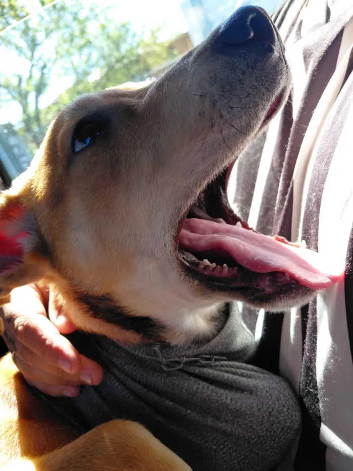 Cachorro raça SRD-ViraLata idade 2 a 6 meses nome bob