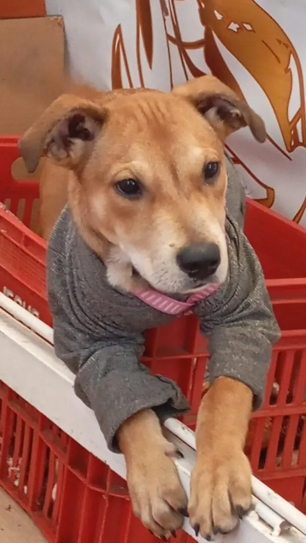 Cachorro raça SRD-ViraLata idade 2 a 6 meses nome bob