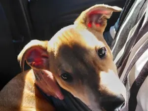 Cachorro raça SRD-ViraLata idade 2 a 6 meses nome bob