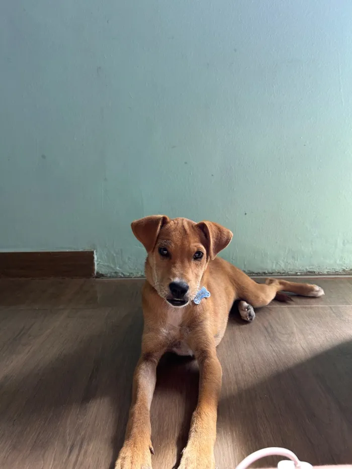 Cachorro raça SRD-ViraLata idade 7 a 11 meses nome Marimel