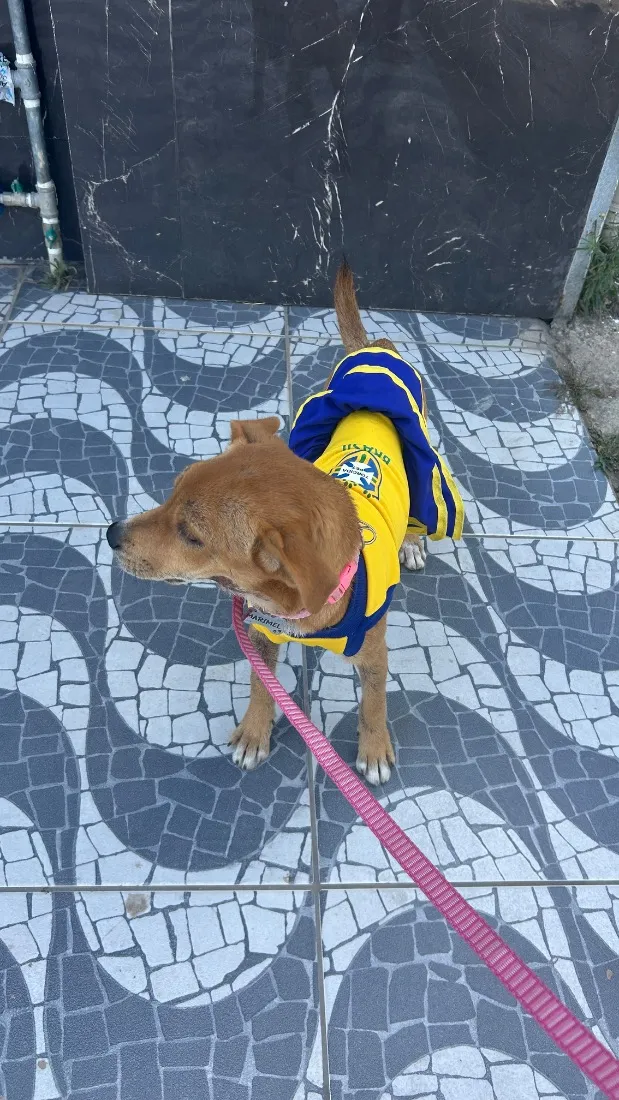 Cachorro raça SRD-ViraLata idade 7 a 11 meses nome Marimel