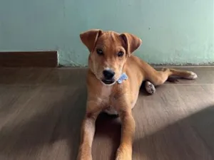 Cachorro raça SRD-ViraLata idade 7 a 11 meses nome Marimel