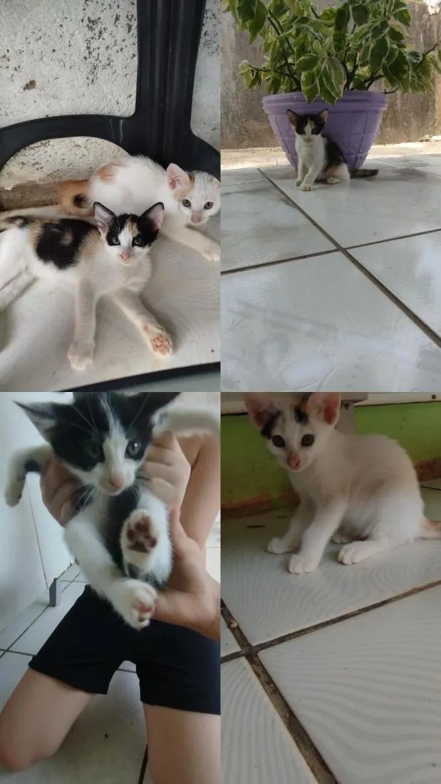Gato raça SRD-ViraLata idade 2 a 6 meses nome Sem nomes 