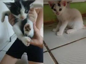 Gato raça SRD-ViraLata idade 2 a 6 meses nome Sem nomes 