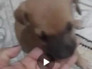 Cachorro raça SRD-ViraLata idade Abaixo de 2 meses nome sem nome 