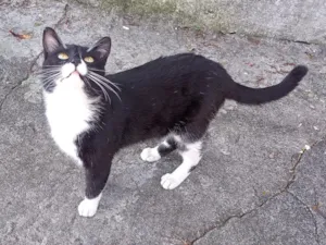 Gato raça SRD-ViraLata idade 2 anos nome Frajolão