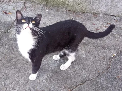 Gato raça SRD-ViraLata idade 2 anos nome Frajolão