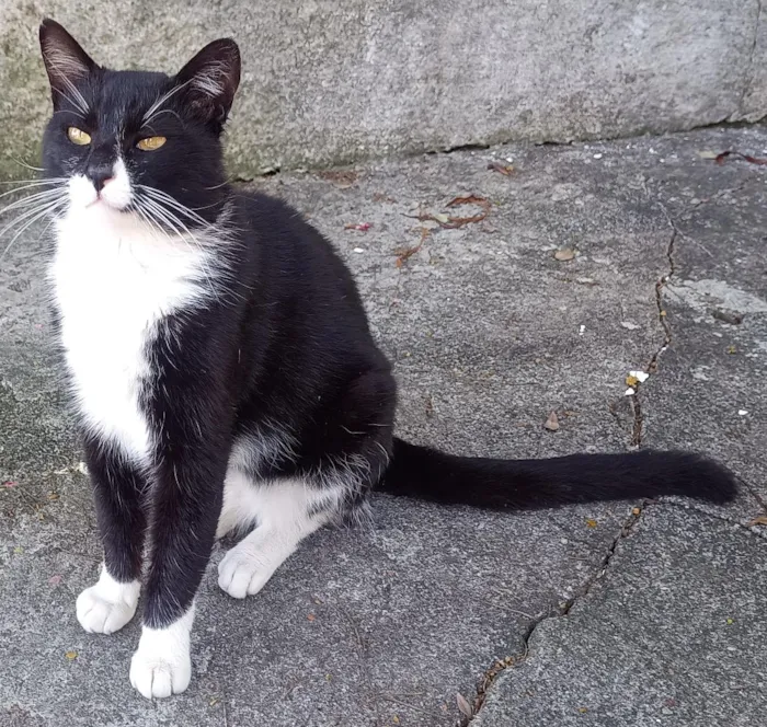 Gato raça SRD-ViraLata idade 2 anos nome Frajolão